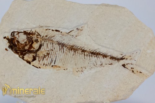 FS1176-3_fossili_collezione_vertebrati_pesci_diplomistus_wyoming