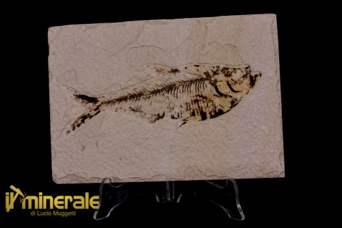 FS1177-1_fossili_collezione_vertebrati_pesci_diplomistus_wyoming