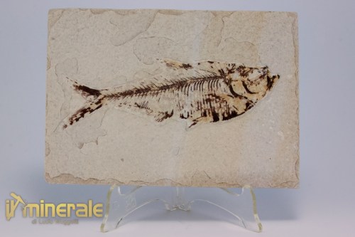 FS1177-2_fossili_collezione_vertebrati_pesci_diplomistus_wyoming