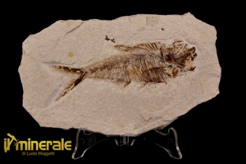 FS1178-1_fossili_collezione_vertebrati_pesci_diplomistus_wyoming