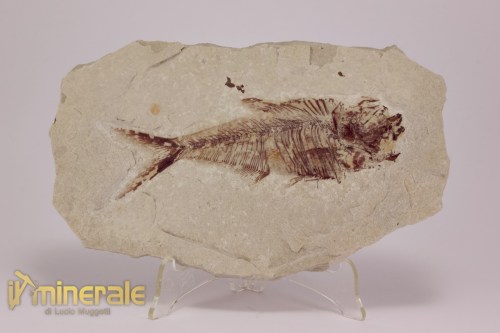FS1178-2_fossili_collezione_vertebrati_pesci_diplomistus_wyoming