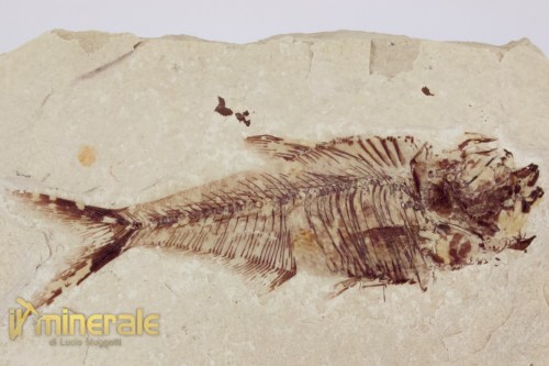 FS1178-3_fossili_collezione_vertebrati_pesci_diplomistus_wyoming
