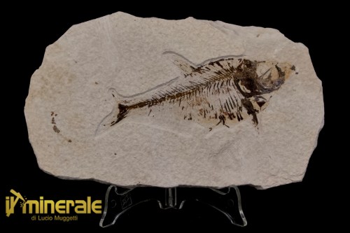 FS1179-1_fossili_collezione_vertebrati_pesci_diplomistus_wyoming