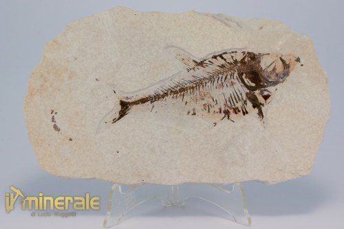 FS1179-2_fossili_collezione_vertebrati_pesci_diplomistus_wyoming