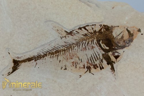 FS1179-3_fossili_collezione_vertebrati_pesci_diplomistus_wyoming