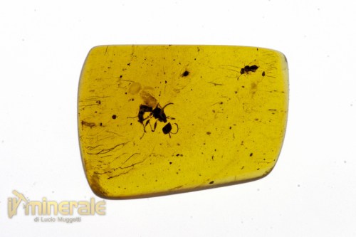 FS282-2_fossili_collezione_insetti_ambra.logo