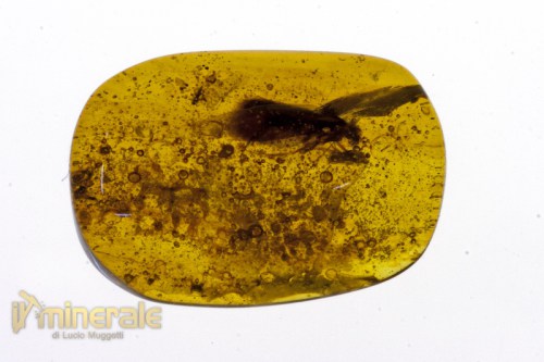FS284-2_fossili_collezione_insetti_ambra.logo