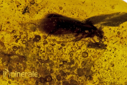 FS284-3_fossili_collezione_insetti_ambra.logo