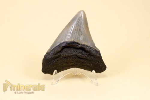 FS329-2_fossili_collezione_vertebrati_denti_squalo_carcharocles_megalodon-640
