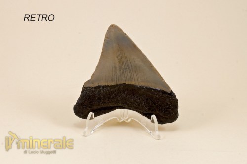 FS329-3_fossili_collezione_vertebrati_denti_squalo_carcharocles_megalodon.logo
