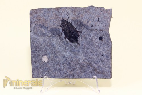 FS576-2_fossili_collezione_invertebrati_insetti_coleotteri_ditisco_coptoclara_fossils_collection_insects.logo