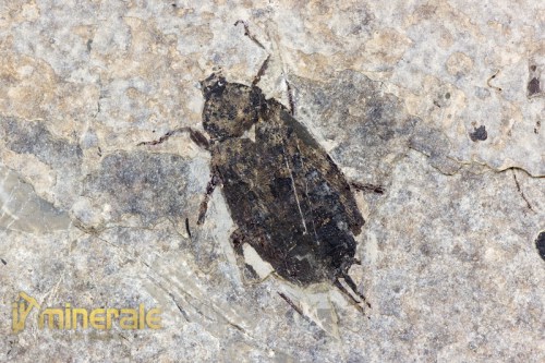 FS576-3_fossili_collezione_invertebrati_insetti_coleotteri_ditisco_coptoclara_fossils_collection_insects.logo