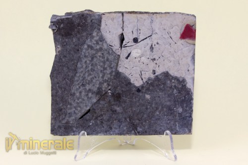 FS576-4_fossili_collezione_invertebrati_insetti_coleotteri_ditisco_coptoclara_fossils_collection_insects.logo