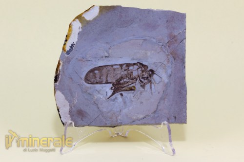FS577-2_fossili_collezione_invertebrati_insetti_cicale_atehagla_fossils_collection_insects.logo