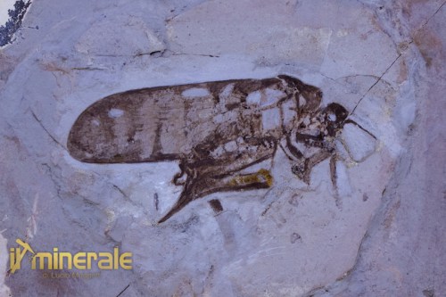 FS577-3_fossili_collezione_invertebrati_insetti_cicale_atehagla_fossils_collection_insects.logo