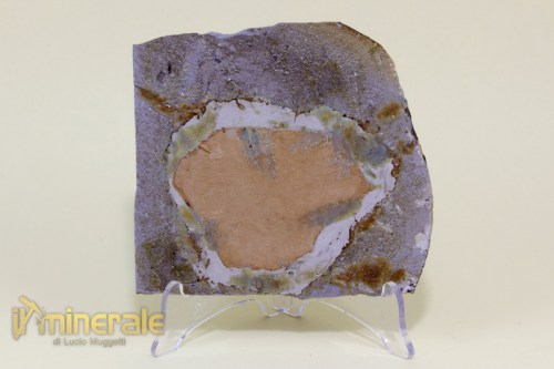 FS577-4_fossili_collezione_invertebrati_insetti_cicale_atehagla_fossils_collection_insects.logo