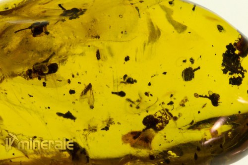 FS609-10_fossili_collezione_ambra_naturale_fiori_santodomingo_collection_fossils_amber_flowers.logo