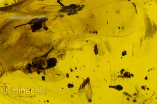 FS609-11_fossili_collezione_ambra_naturale_fiori_santodomingo_collection_fossils_amber_flowers.logo