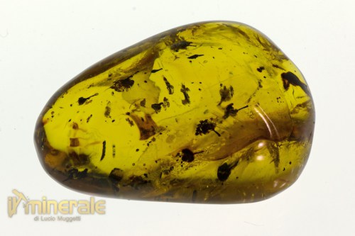 FS609-12_fossili_collezione_ambra_naturale_fiori_santodomingo_collection_fossils_amber_flowers.logo