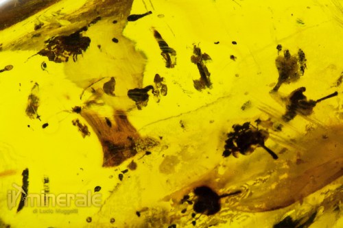 FS609-13_fossili_collezione_ambra_naturale_fiori_santodomingo_collection_fossils_amber_flowers.logo