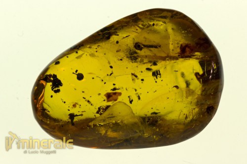 FS609-14_fossili_collezione_ambra_naturale_fiori_santodomingo_collection_fossils_amber_flowers.logo