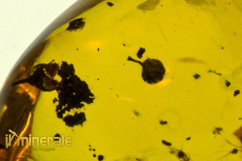 FS609-15_fossili_collezione_ambra_naturale_fiori_santodomingo_collection_fossils_amber_flowers.logo