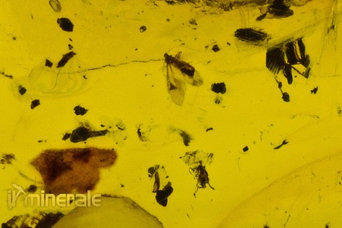 FS609-16_fossili_collezione_ambra_naturale_fiori_santodomingo_collection_fossils_amber_flowers.logo