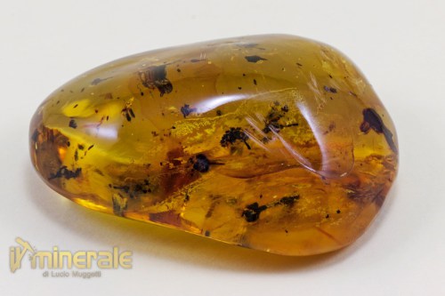 FS609-2_fossili_collezione_ambra_naturale_fiori_santodomingo_collection_fossils_amber_flowers.logo