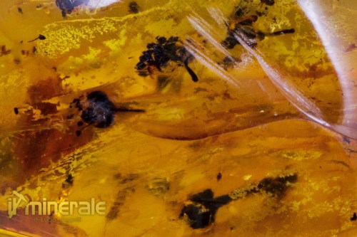 FS609-3_fossili_collezione_ambra_naturale_fiori_santodomingo_collection_fossils_amber_flowers.logo