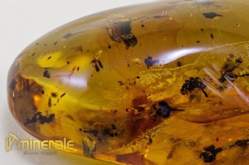 FS609-4_fossili_collezione_ambra_naturale_fiori_santodomingo_collection_fossils_amber_flowers.logo