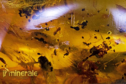 FS609-6_fossili_collezione_ambra_naturale_fiori_santodomingo_collection_fossils_amber_flowers.logo