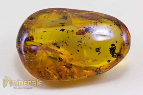 FS609-7_fossili_collezione_ambra_naturale_fiori_santodomingo_collection_fossils_amber_flowers.logo