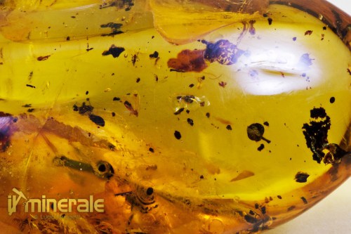 FS609-8_fossili_collezione_ambra_naturale_fiori_santodomingo_collection_fossils_amber_flowers.logo