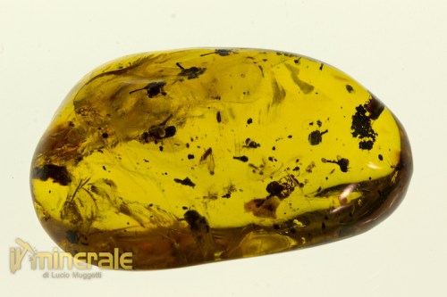 FS609-9_fossili_collezione_ambra_naturale_fiori_santodomingo_collection_fossils_amber_flowers.logo