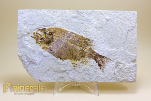 FS639-2_fossili_collezione_vertebrati_pesci_phareodus_baby_wyoming.logo
