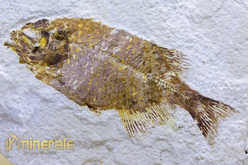 FS639-3_fossili_collezione_vertebrati_pesci_phareodus_baby_wyoming.logo
