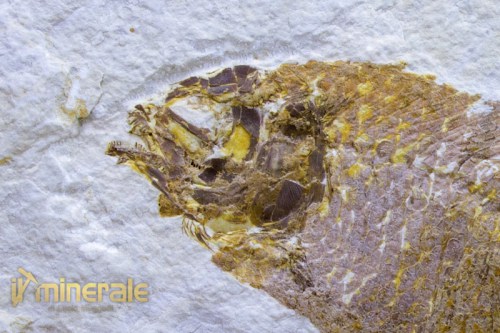FS639-4_fossili_collezione_vertebrati_pesci_phareodus_baby_wyoming.logo