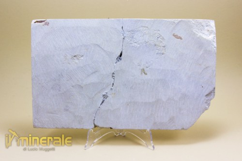 FS639-5_fossili_collezione_vertebrati_pesci_phareodus_baby_wyoming.logo