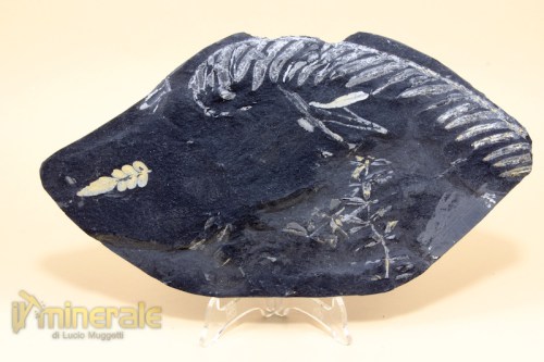 FS688-2_fossili_collezione_vegetali_felci_alethopteris.logo