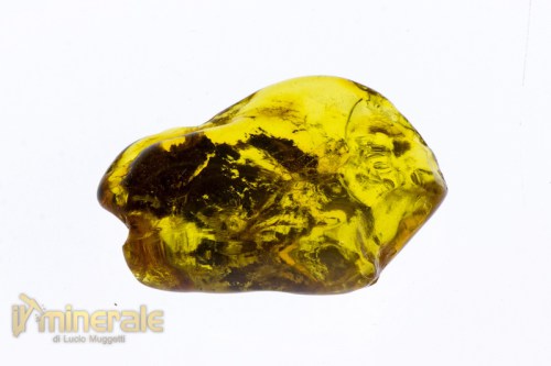 FS705-2_fossili_collezione_vegetali_ambra_succinite_baltico.logo