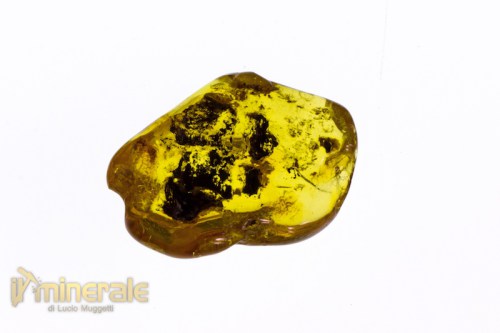 FS705-3_fossili_collezione_vegetali_ambra_succinite_baltico.logo