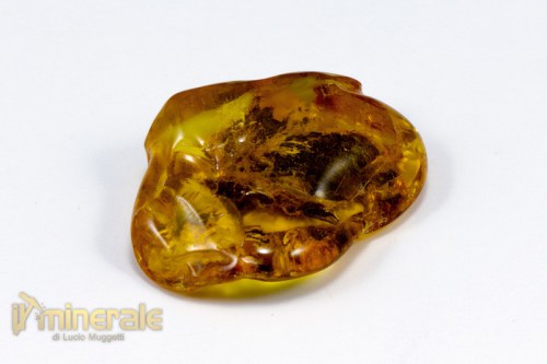 FS705-4_fossili_collezione_vegetali_ambra_succinite_baltico.logo