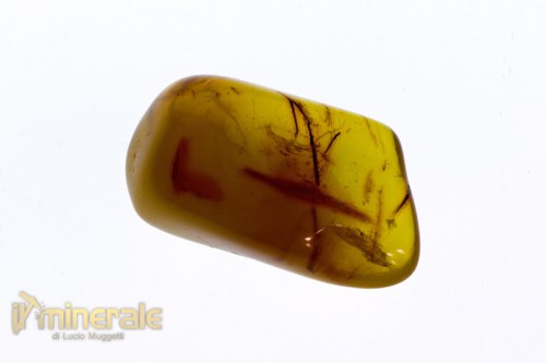 FS708-2_fossili_collezione_vegetali_ambra_succinite_baltico.logo