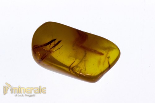 FS708-3_fossili_collezione_vegetali_ambra_succinite_baltico.logo