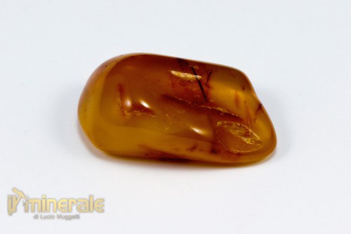 FS708-4_fossili_collezione_vegetali_ambra_succinite_baltico.logo