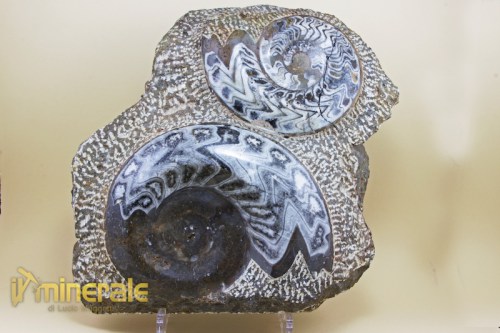 FS718-2_fossili_collezione_arredamento_invertebrati_ammoniti.logo