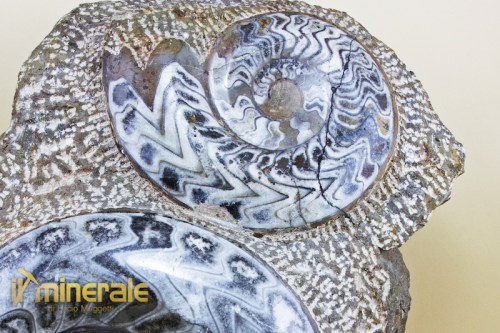 FS718-3_fossili_collezione_arredamento_invertebrati_ammoniti.logo