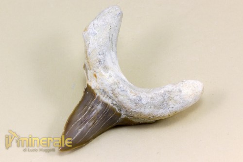 FS725-2_fossili_collezione_vertebrati_denti_squalo_otodus.logo