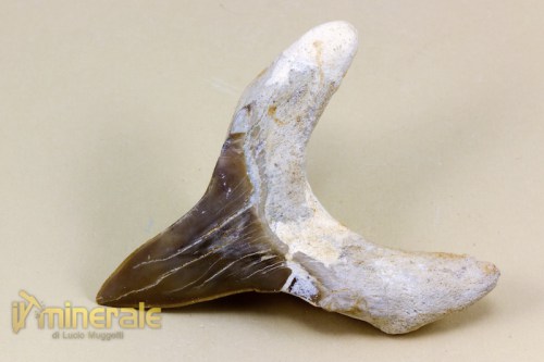 FS725-3_fossili_collezione_vertebrati_denti_squalo_otodus.logo