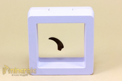 FS726-4_fossili_collezione_vertebrati_artiglio_ala_rettile_volante_siroccopteryx.logo